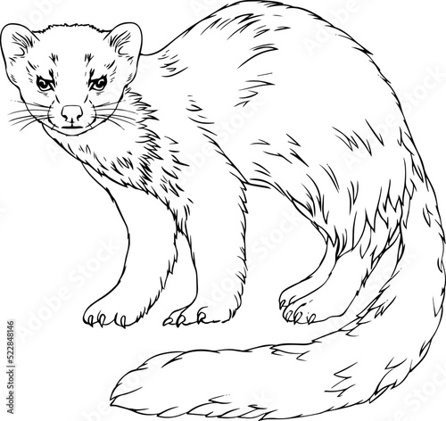 Marten vector black and white line drawing