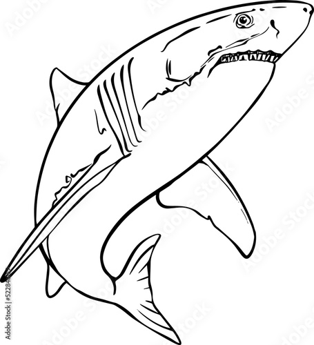 Shark vector linear black and white drawing