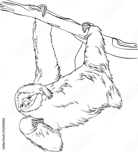Illustration of a sloth hanging from a tree branch, drawn in a black and white line art style. This image is suitable for coloring books
