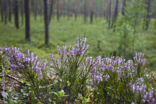 blooming heather against the backdrop of a pine forest. purple flowers in the foreground and trees in the background.