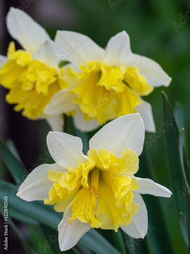 Fototapeta Naklejka Na Ścianę i Meble -  Spring flower narcissus, close-up in the garden on a green background