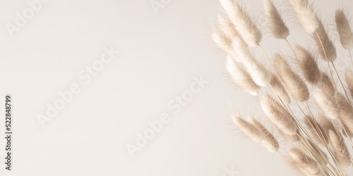 Beautiful flowers composition. Dry rabbit tail flower on beige background. Floral minimal home interior design concept.