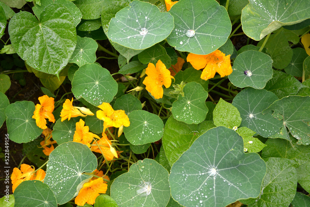 Close-up image of Vibrant orange Nasturtium flowers (Tropaeolum majus) Close-up image of Vibrant orange Nasturtium flowers (Tropaeolum majus)