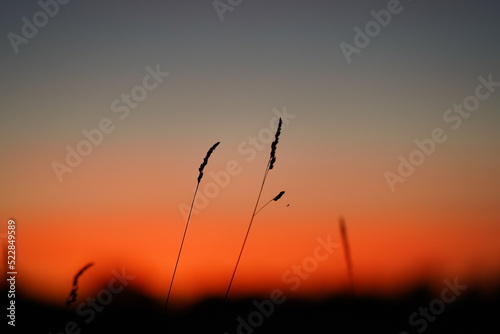 Two lone spikelets grow against the background of the field and the sunset sky,