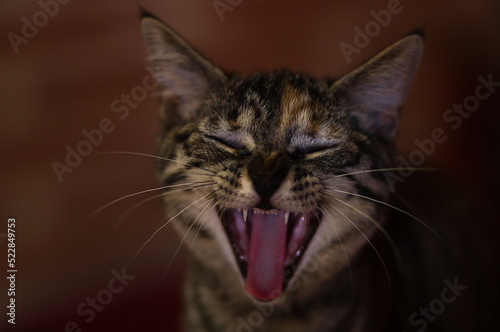 Portrait of a gray cat sneezing