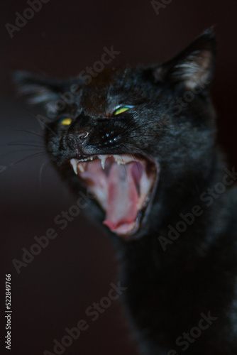Portrait of a black cat sneezing