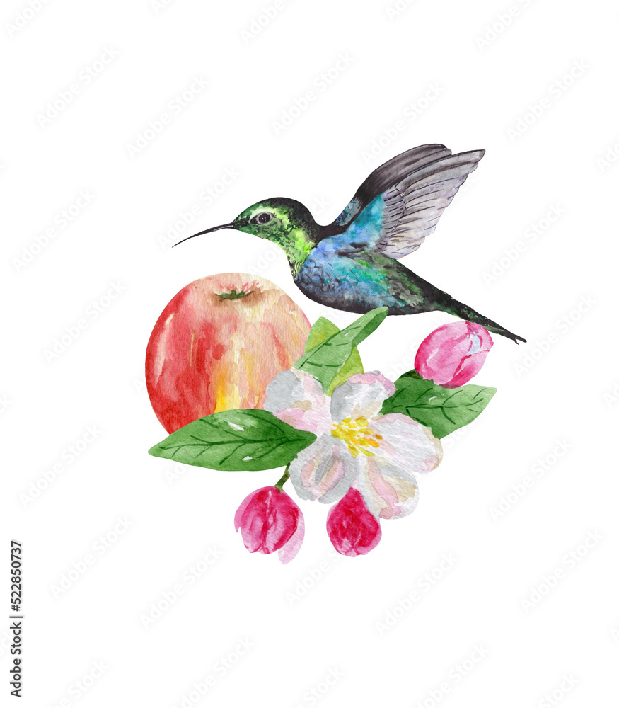 Obraz premium A hummingbird and a branch of a flowering apple tree, isolated on a white background. Watercolor botanical drawing for the design of posters, postcards, stationery and textiles.