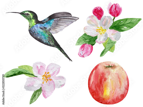 A branch of a flowering apple tree, a hummingbird and a ripe apple isolated on a white background. Watercolor collection for the design of invitations, stationery and posters. © Svetlana