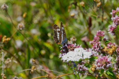 White admiral (Limenitis camilla) butterfly with partially open wings sitting on light pink flower in Zurich, Switzerland