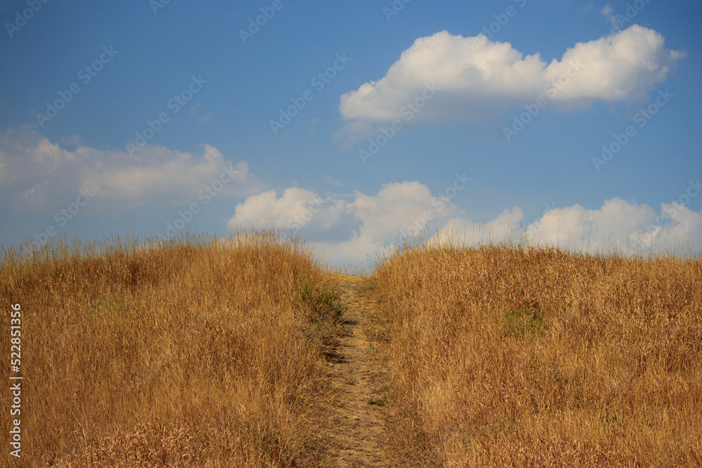 Fototapeta premium path leading into the sky with clouds and scorched dry grass. landscape for screensaver. grassy lawn, typical steppe landscape.
