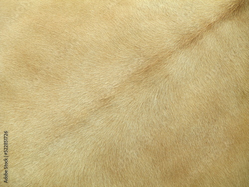 cow skin texture