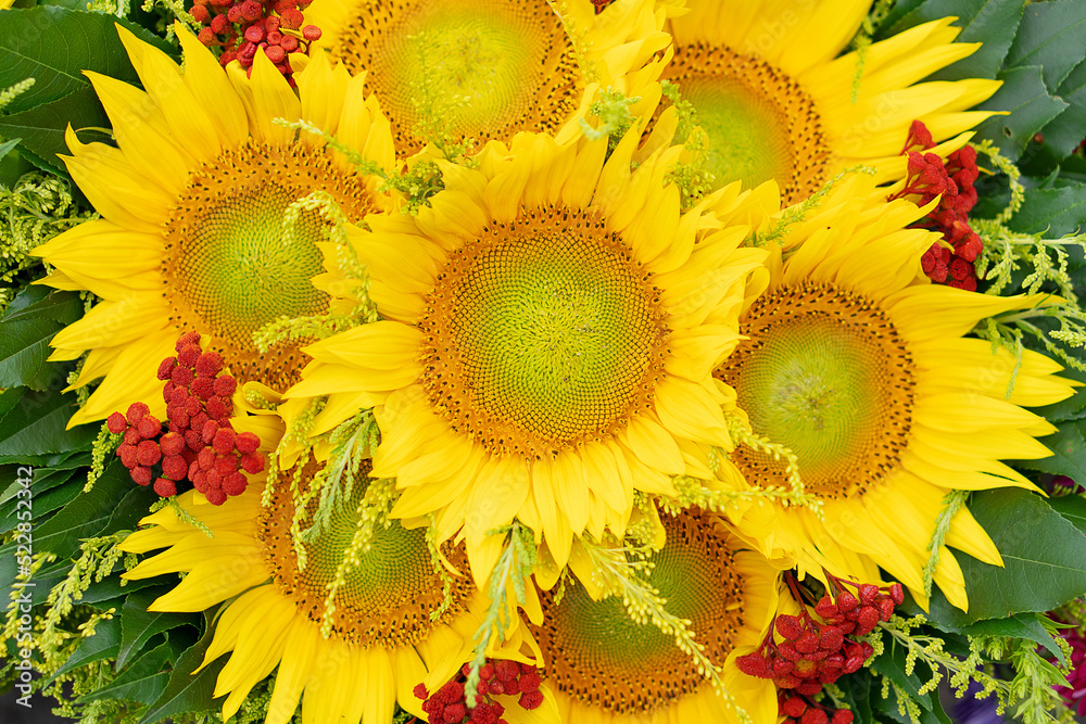 Fototapeta premium Bouquet of seven yellow sunflowers.
