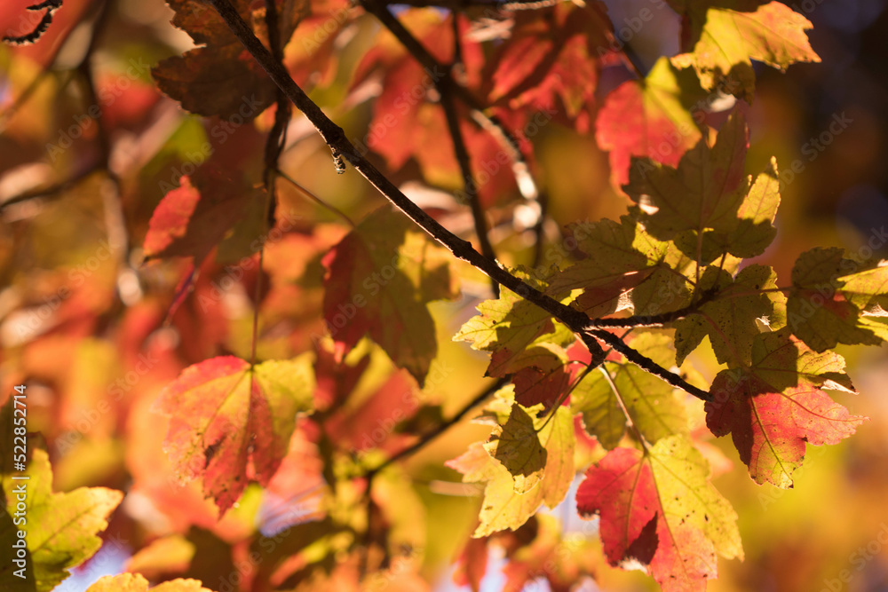 Autumn Leaves