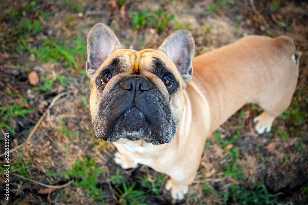 French bulldog close-up in the garden looking at the birds.