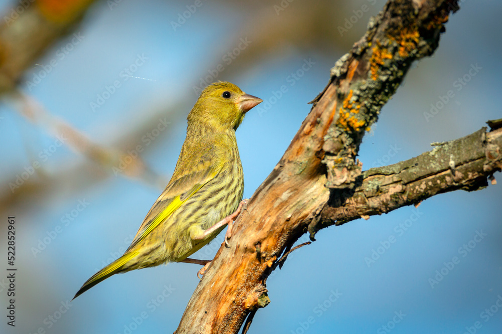 The European greenfinch or simply the greenfinch (Chloris chloris) is a small passerine bird in the finch family Fringillidae. The European greenfinch or simply the greenfinch (Chloris chloris) is a small passerine bird in the finch family Fringillidae.