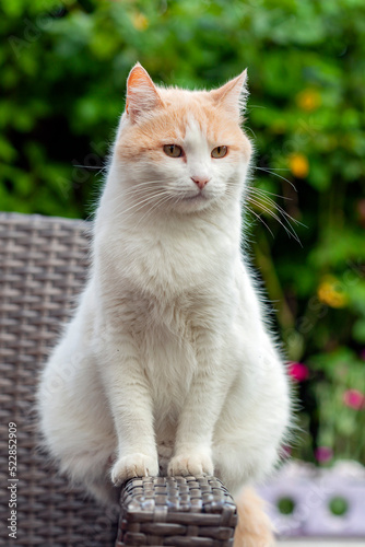 Wallpaper Mural White cat breed (Turkish Van) sits close-up on the street. Torontodigital.ca