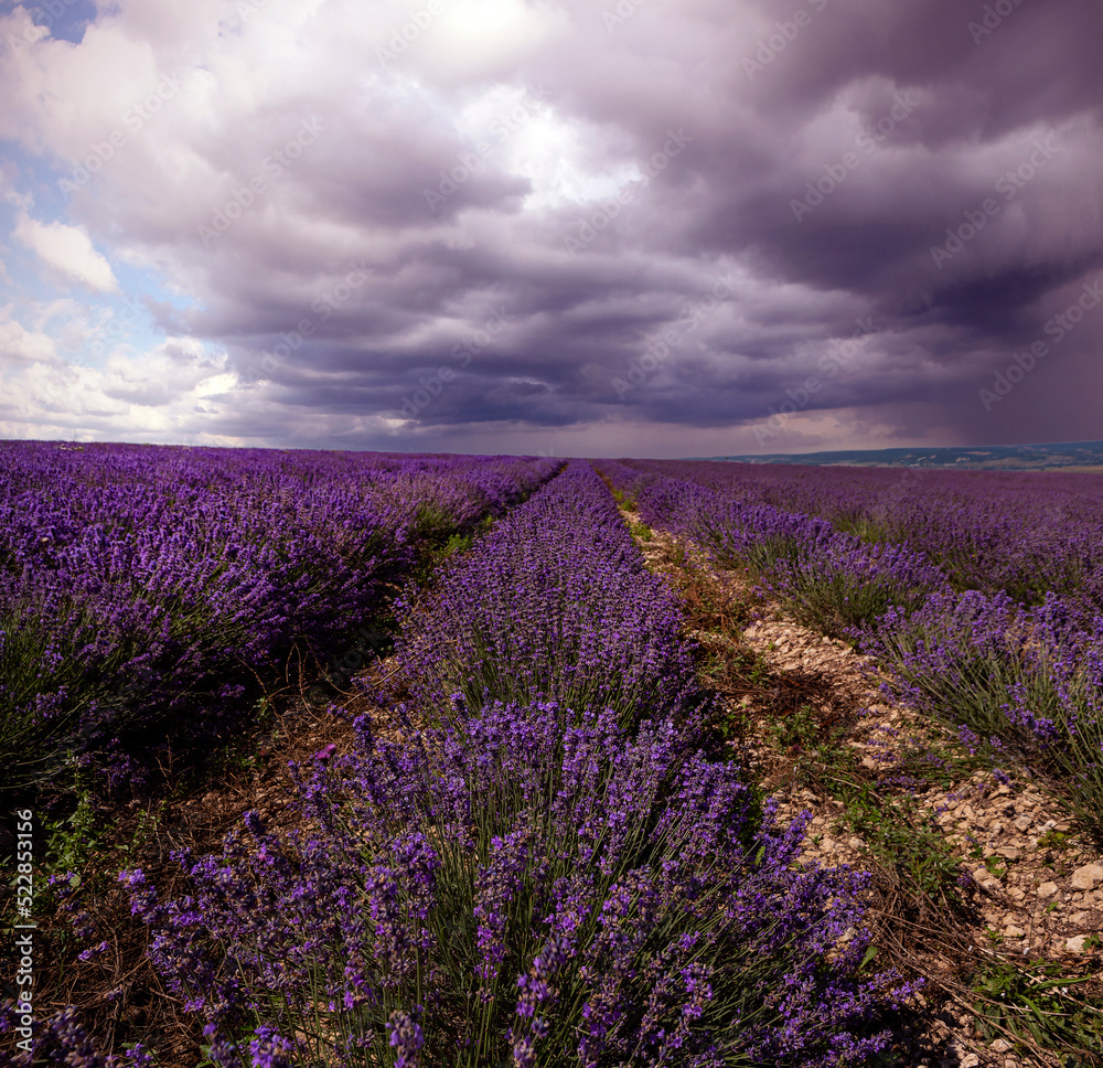 Naklejka premium Panoramic landscape of lavender fields at sunrise.
