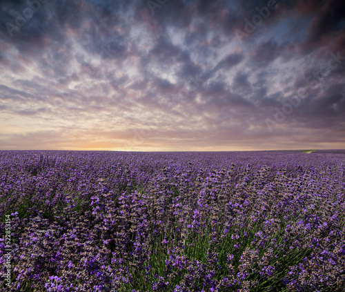 Panoramic landscape of lavender fields at sunrise.