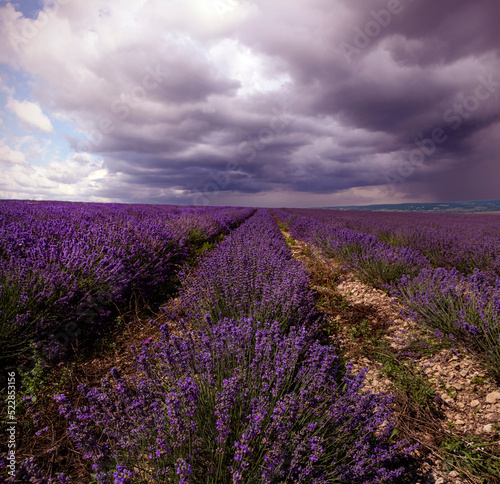 Panoramic landscape of lavender fields at sunrise.