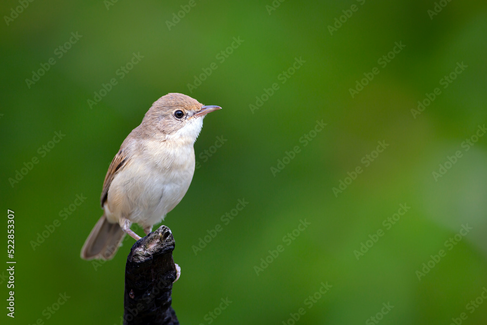 The common whitethroat or greater whitethroat is a common and widespread typical warbler which breeds throughout Europe and across much of temperate western Asia.
The common whitethroat or greater whitethroat is a common and widespread typical warbler which breeds throughout Europe and across much of temperate western Asia.