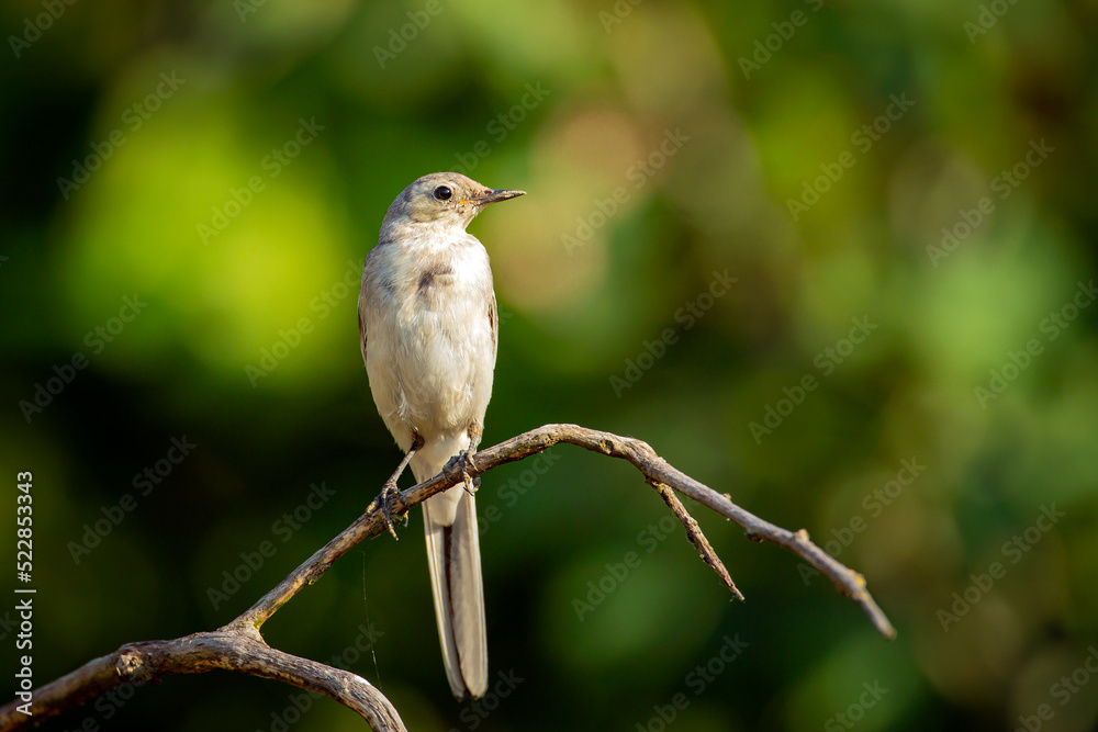 A young White Wagtail sitting on a branch. The White Wagtail is a small passerine bird in the Motacillidae family. A young White Wagtail sitting on a branch. The White Wagtail is a small passerine bird in the Motacillidae family.