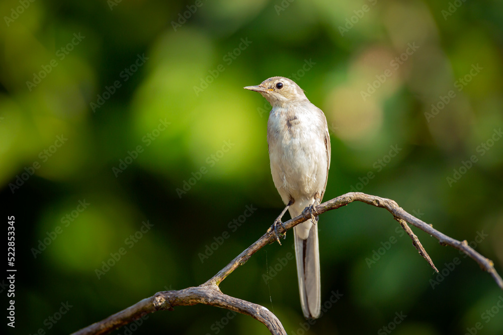 A young White Wagtail sitting on a branch. The White Wagtail is a small passerine bird in the Motacillidae family. A young White Wagtail sitting on a branch. The White Wagtail is a small passerine bird in the Motacillidae family.