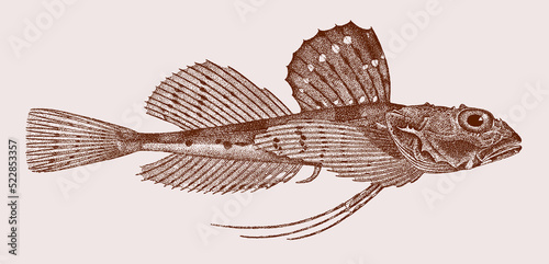 Male threaded sculpin gymnocanthus pistilliger, marine fish in side view