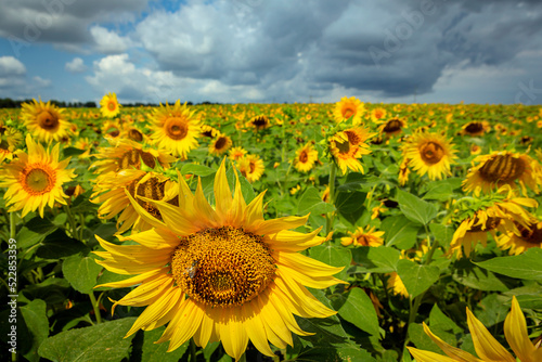 Panorama Landscape Of Sunflower fields And blue Sky clouds 