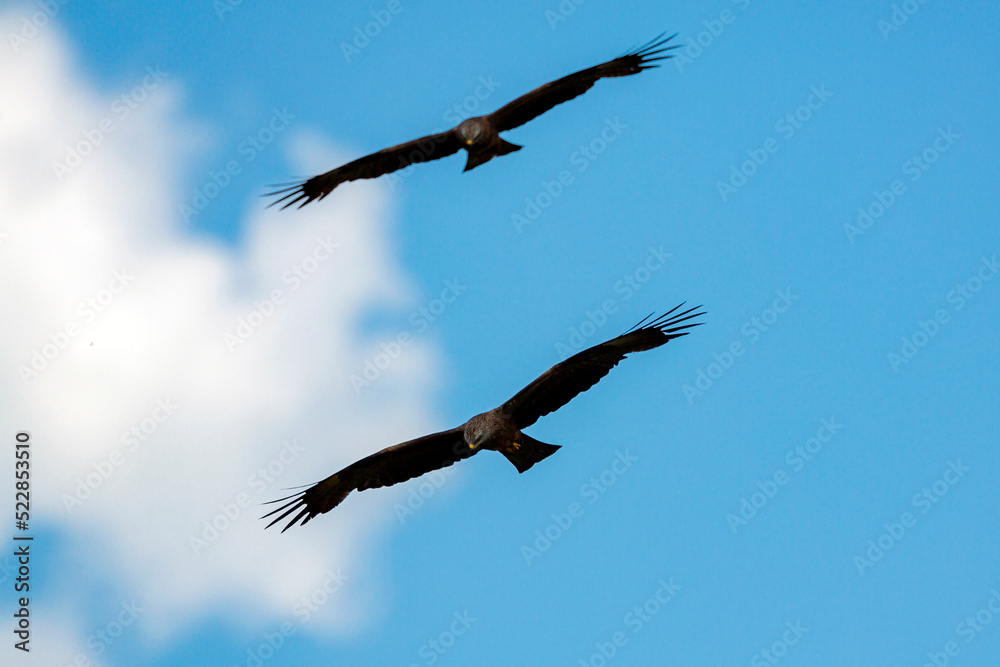 A pair of flying eagles in the blue sky.
A pair of flying eagles in the blue sky.