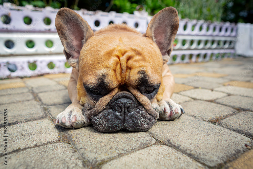 Portrait of a french bulldog puppy lying down. Portrait of a french bulldog puppy lying down.