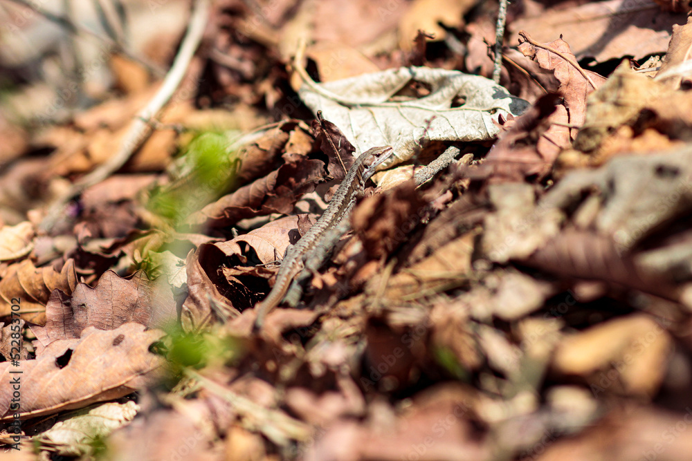 Naklejka premium 도마뱀