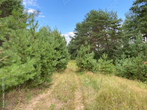 path in the forest