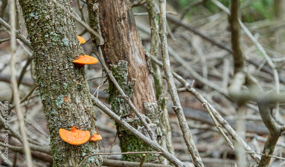 Hongos naranjas (pycnoporus sanguineus) Hongos naranjas (pycnoporus sanguineus)
