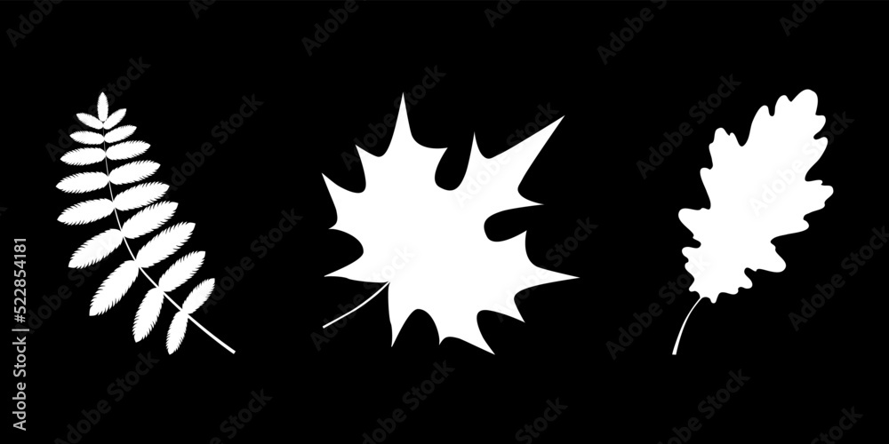 Set of abstract white silhouette autumn leaves on the black background. Rowan, maple, oak. Simple vector stock illustration. Set of abstract white silhouette autumn leaves on the black background. Rowan, maple, oak. Simple vector stock illustration.