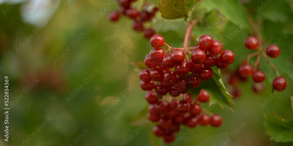 red viburnum, symbol of Ukraine, branches of viburnum, red fruits of mountain ash against the background of green leaves, closeup, abstract photography, banner, card, beautiful photos, high quality red viburnum, symbol of Ukraine, branches of viburnum, red fruits of mountain ash against the background of green leaves, closeup, abstract photography, banner, card, beautiful photos, high quality