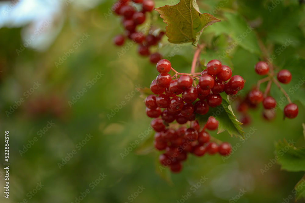 red viburnum, symbol of Ukraine, branches of viburnum, red fruits of mountain ash against the background of green leaves, closeup, abstract photography, banner, card, beautiful photos, high quality