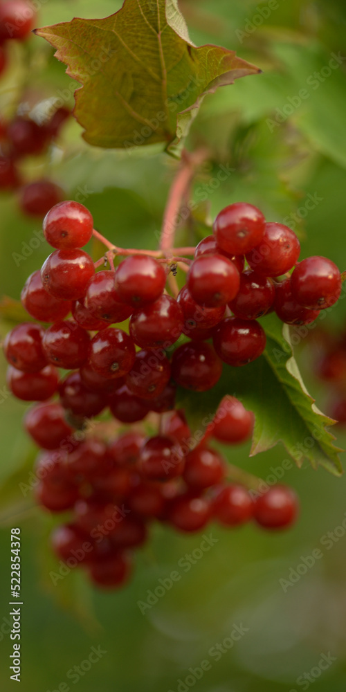 red viburnum, symbol of Ukraine, branches of viburnum, red fruits of mountain ash against the background of green leaves, closeup, abstract photography, banner, card, beautiful photos, high quality red viburnum, symbol of Ukraine, branches of viburnum, red fruits of mountain ash against the background of green leaves, closeup, abstract photography, banner, card, beautiful photos, high quality