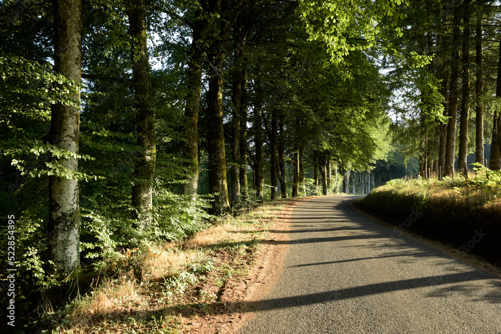 Obraz premium route au milieu des bois - Corrèze France