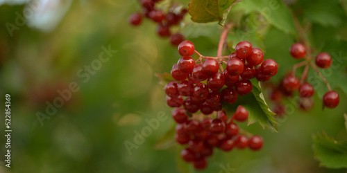red viburnum, symbol of Ukraine, branches of viburnum, red fruits of mountain ash against the background of green leaves, closeup, abstract photography, banner, card, beautiful photos, high quality