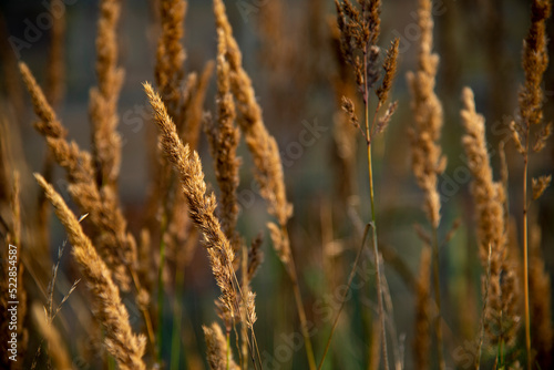 horizontal photographs of spikelets field of spikelets seeds wildflowers background sunny photography field spikelets, brown field spikelets illuminated by the sun