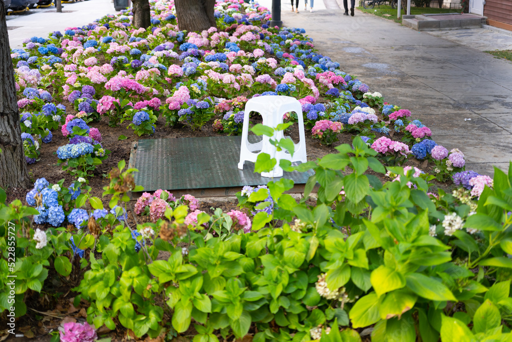 Fototapeta premium Hydrangea garden in Istanbul, Turkey. Hydrangea macrophylla, bigleaf hydrangea, is one of the most popular landscape shrubs . Blue, pink, purple colour flowers. Istanbul street photo
