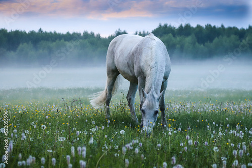A white horse grazes in a meadow against the background of fog.