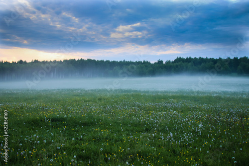Summer meadow with dandelions and fog on the background of fog.