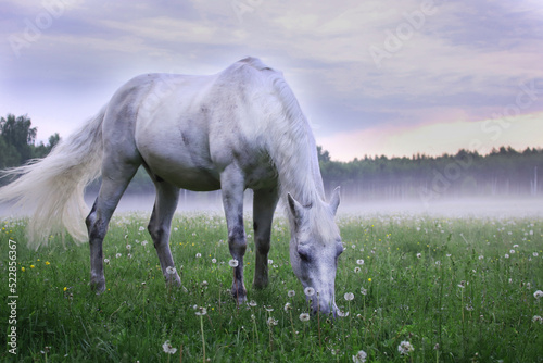 A white horse eats grass in a fog in a meadow.
