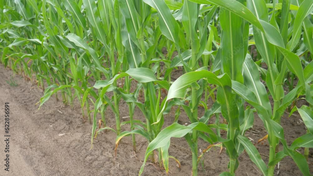 Green leaves of corn in the wind. Agricultural land with green corn. Growing high quality corn. cultivated fields.Green leaves of corn in the wind. Agricultural land with green corn. Growing high qual Green leaves of corn in the wind. Agricultural land with green corn. Growing high quality corn. cultivated fields.Green leaves of corn in the wind. Agricultural land with green corn. Growing high qual