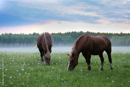 Two brown horses graze in a meadow with dandelions on the background of fog.