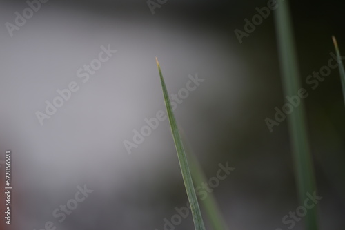 green meadow spikelets field photophone banner blue grass close-up, blue grass on the background of the house, gradient © Анна Климчук