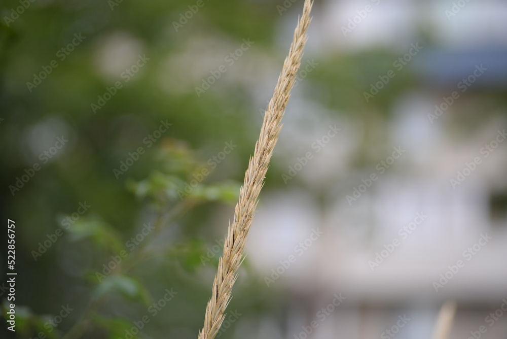 green meadow spikelets field photophone banner blue grass close-up, blue grass on the background of the house, gradient green meadow spikelets field photophone banner blue grass close-up, blue grass on the background of the house, gradient