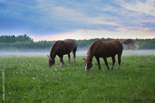 Two brown horses of the heavy-duty breed graze in a meadow with dandelions against the background of fog.