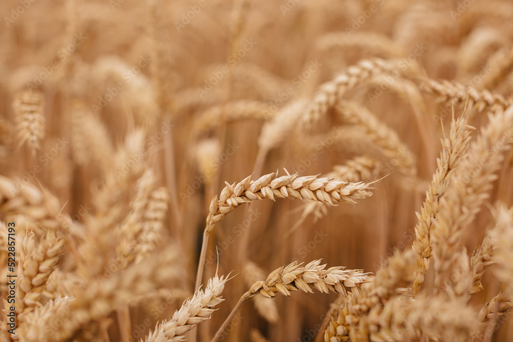 Spikelets of ripe wheat close-up. Autumn background. Spikelets of ripe wheat close-up. Autumn background.
